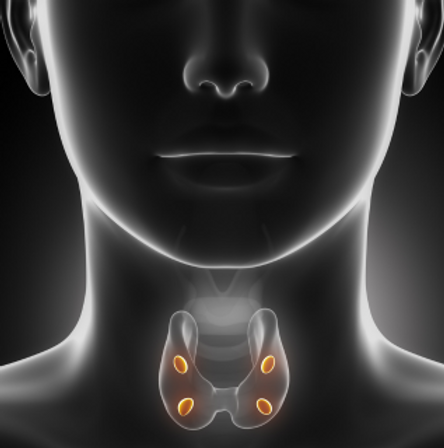 Vectorized image of the parathyroid glands.