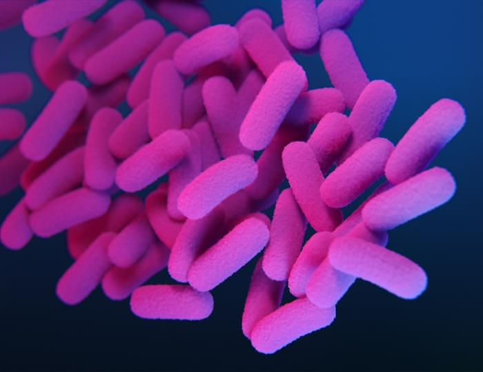 Bordetella pertussis bacteria